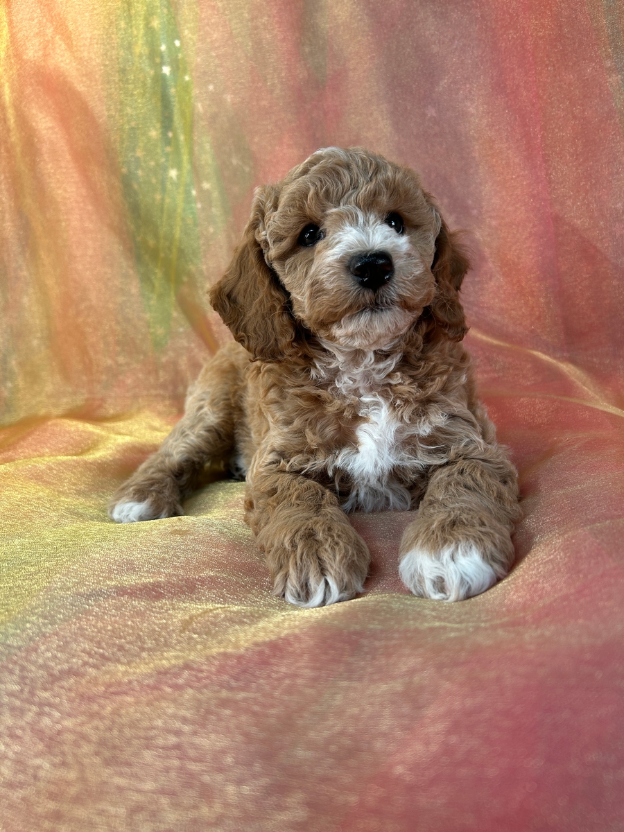 Male Bichon Poodle Puppy for Sale DOB 11-6-2024 $950